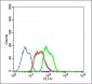 phospho-HSP70 (Tyr525) Rabbit pAb